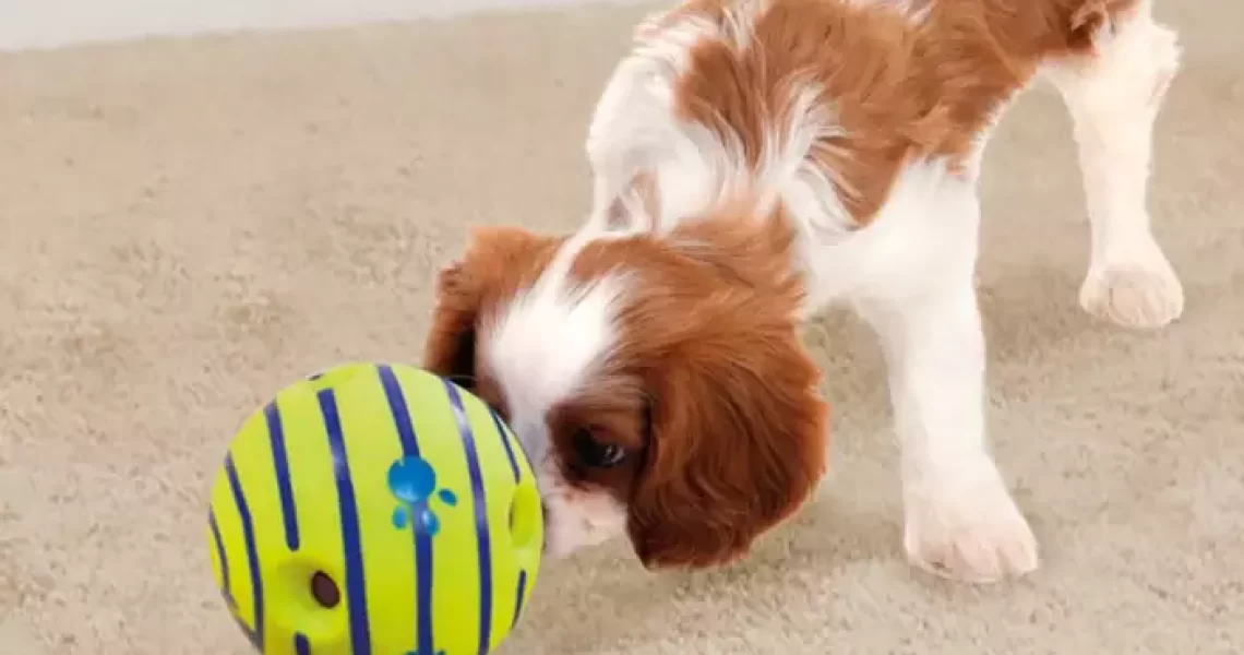 How to choose the best dog toys interactive to play with?