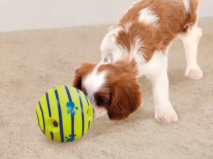 Best dog toys interactive