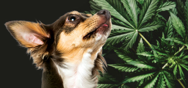 CBD Oil for Dogs: How to Use It to Benefit Your Dog